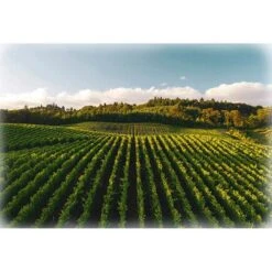 Through The Vine - Vineyard - A Hoffman Spectrum Digital Print - 30" X 43" Panel