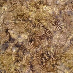 Timeless Treasures - Windsong - Ash - 1 Yard Cut