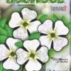 Dogwood Pattern By Judy Niemeyer 2 Dogwood Pattern By Judy Niemeyer -Keepsake Quilting Shop JNQ00215P2 01 563c5b51 6659 40f0 a539 1c2d17ef39a0